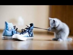 Ultimate Cute Cats Playing with String Compilation 2013