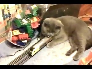 Cats vs Toys Compilation