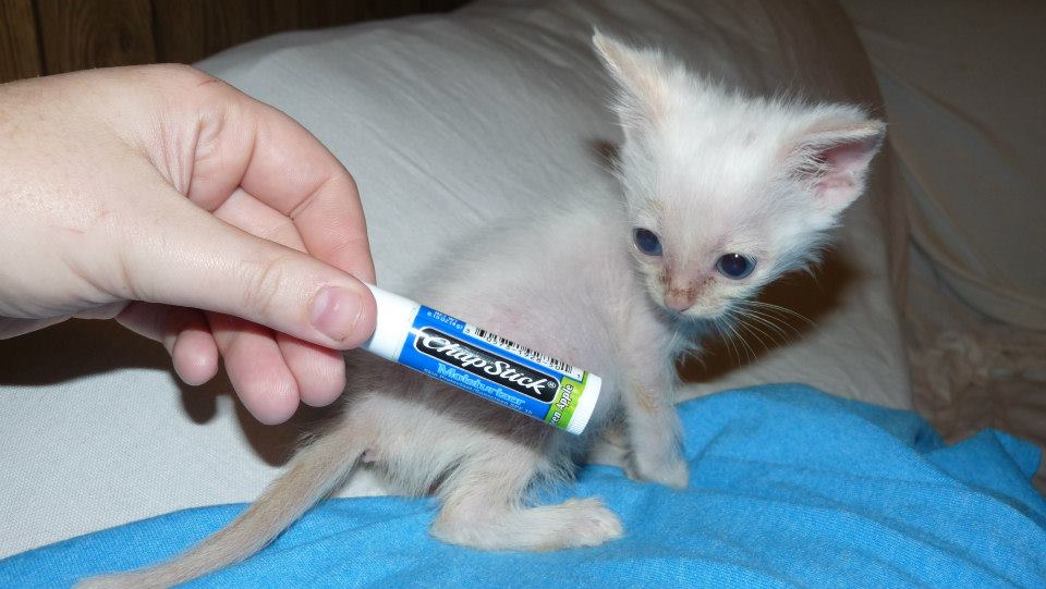 About 8 weeks old, pictured with a ChapStick again to show how he's grown in over a month since the last time he was pictured with a ChapStick.