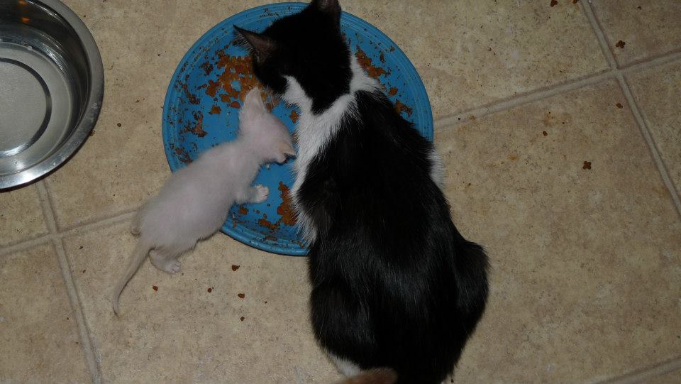 Eating solid food with surrogate mom Bessie.