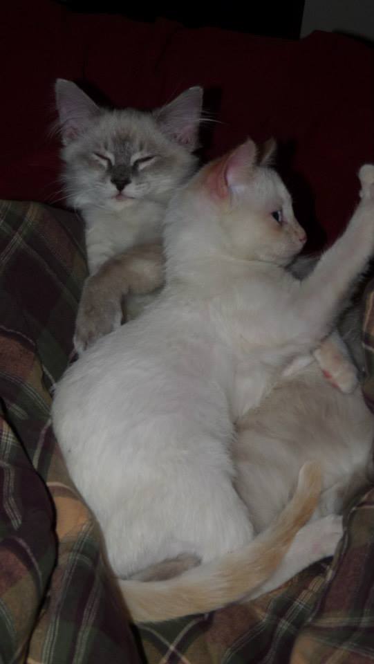 Here is Stuart with his big brother Gravy. (The others in the litter were Biscuit, Omelette, Oatmeal, Pancake, and Pop Tart - only Stuart Little escaped without a breakfast food name.)