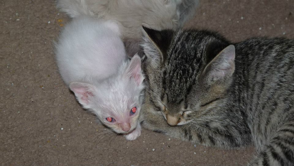 Stuart Little had a cadre of litter mates to play with, plus this gentle foster brother from another litter. This summer we saw the most "bottle babies" we have ever seen at Fabulous Felines NWA and went through hundreds of dollars worth of kitten formula and nursing supplies.