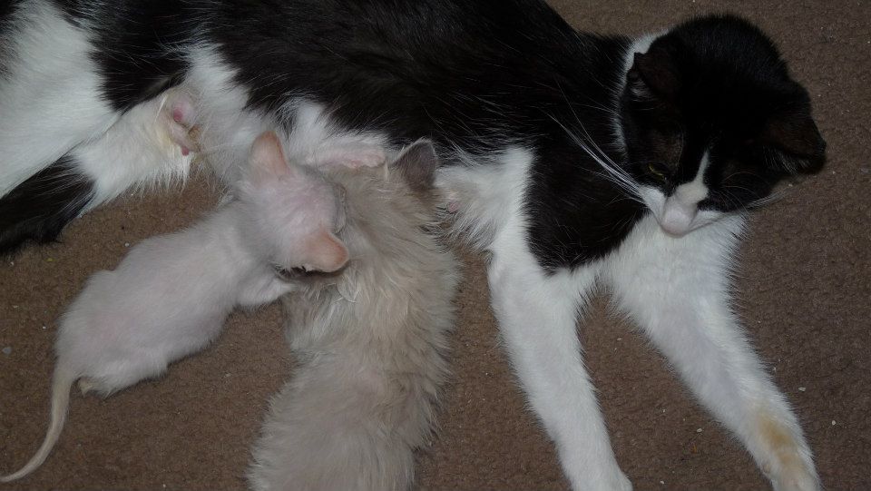 Age 5 weeks, with brother Gravy and surrogate mom Bessie.