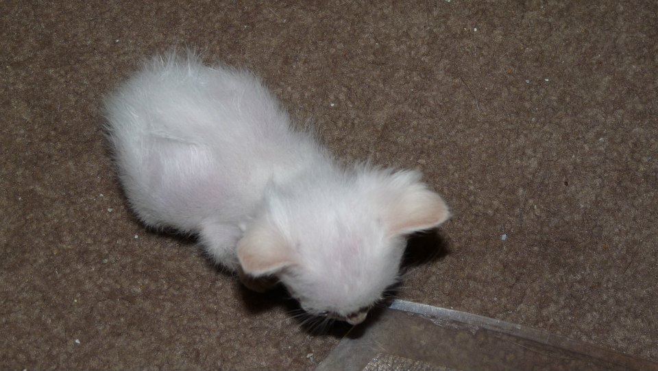 At five weeks old, Stuart Little's white fur began to thicken and he started to develop faint orange points on his ears and paws.