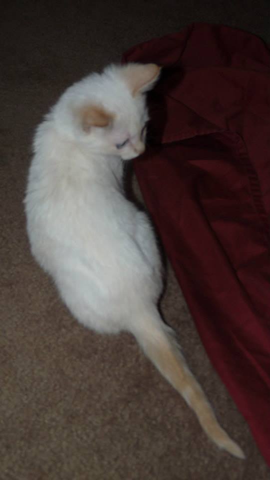 Stuart Little turned out to have flame point Siamese markings - quite a different look compared to the half-bald rodent-sized white kitten he was!