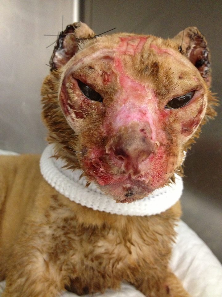 Dog Set On Fire Video Facebook Dog Set On Fire Video Facebook