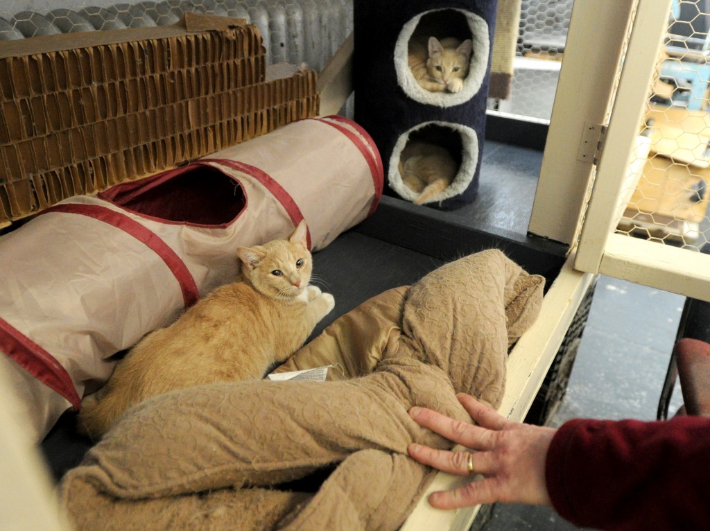 Cats lounge in their enclosure in the workshop of Great Meadow Correctional Meadow Correctional Facility Friday, January 10, 2014. Prison electrician Bruce Porter comes in about an hour early each day to care for the cats and hopes to find them good homes by the spring.  (Jason McKibben - jmckibben@poststar.com)
