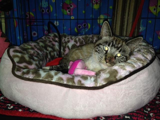 Quiver gets comfy in her new bed.