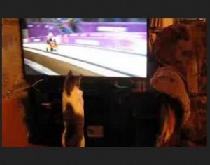 cat watches luge