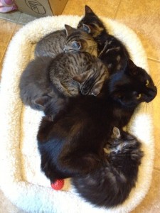 Monk Kittens 3