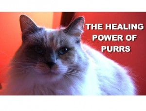 furball fables healing power of purrs
