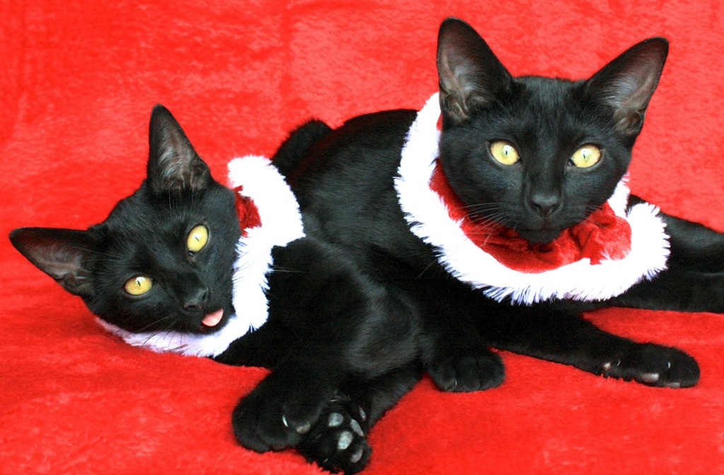 Stark and Pepper's Christmas photo shoot.