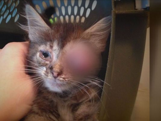 Kitten with Medical Condition Taken in Stolen Car is Found Life With Cats