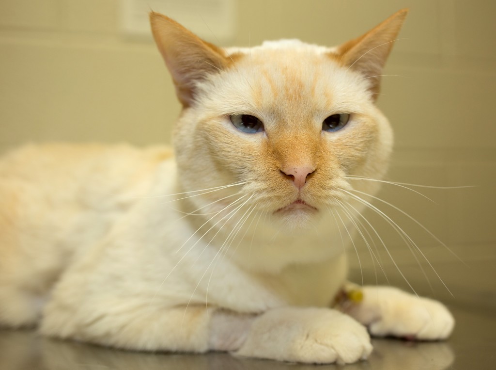 Arthur-kidney-transplant-cat-9903