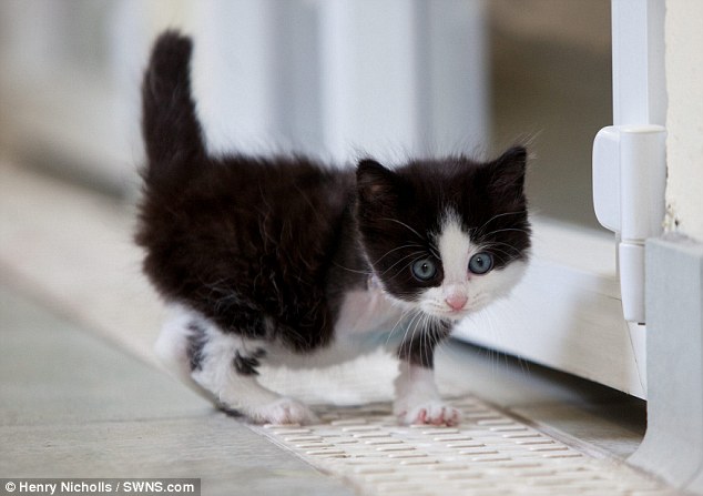 Gangster Snestorm Enumerate Stray Kitten is Rescued and Loses Leg After Mousetrap Mishap