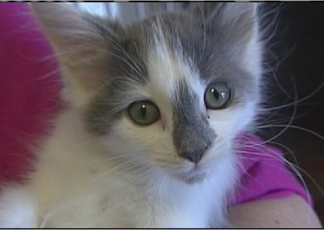 Maine Teen Girls Sentenced For Putting Kitten In Microwave