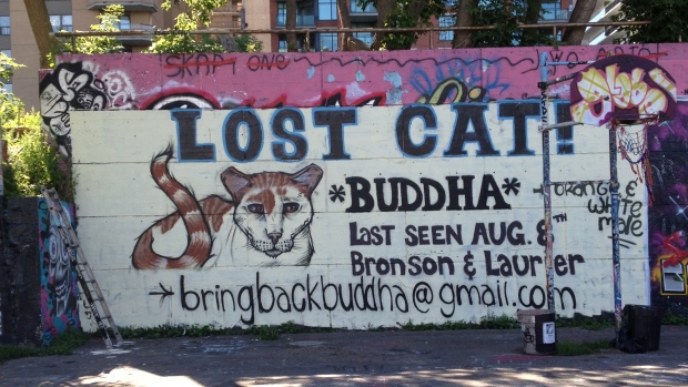 buddha-cat-missing-mural-graffiti-wall-downtown-ottawa-aug-19-2014