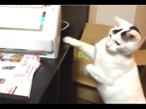 Cats vs Printers