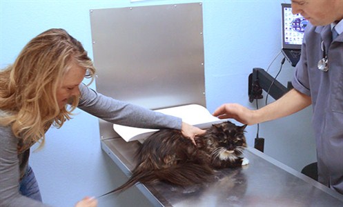 sophie-smith-longest-fur-cat-guinness-world-records-vets-measure-fur2_497x300