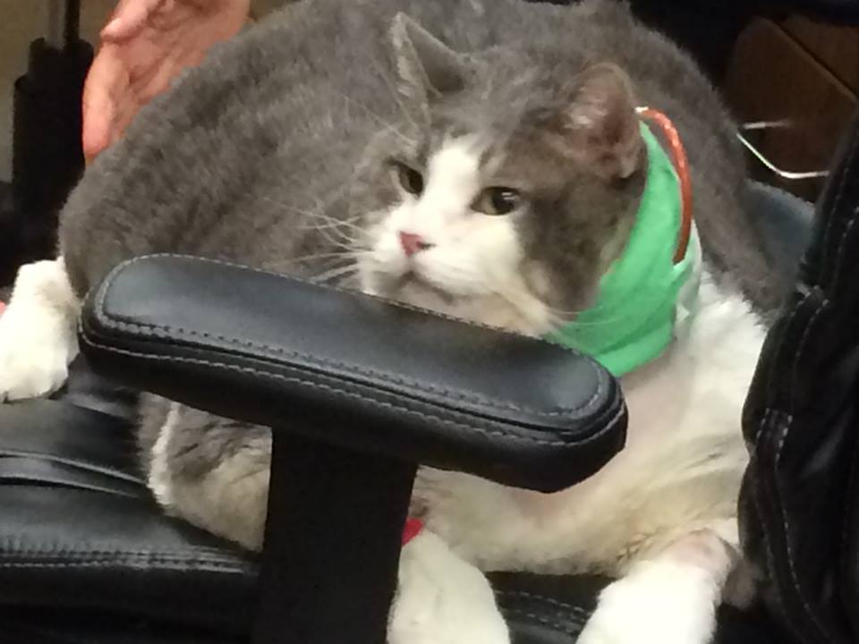Update on Biggie as sweet obese cat continues to recover from surgery