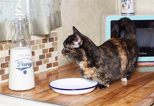 lilieput_-_shortest_cat_guinnessworldrecords2_500x345