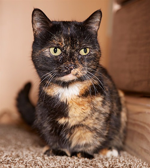 lilieput_-_shortest_cat_guinnessworldrecords3_500x560