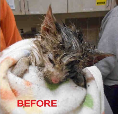 Ruby, cold, wet and covered in gunk from the garbage truck, shortly after her rescue 