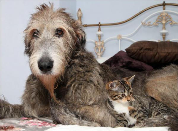 irish wolfhound and cats