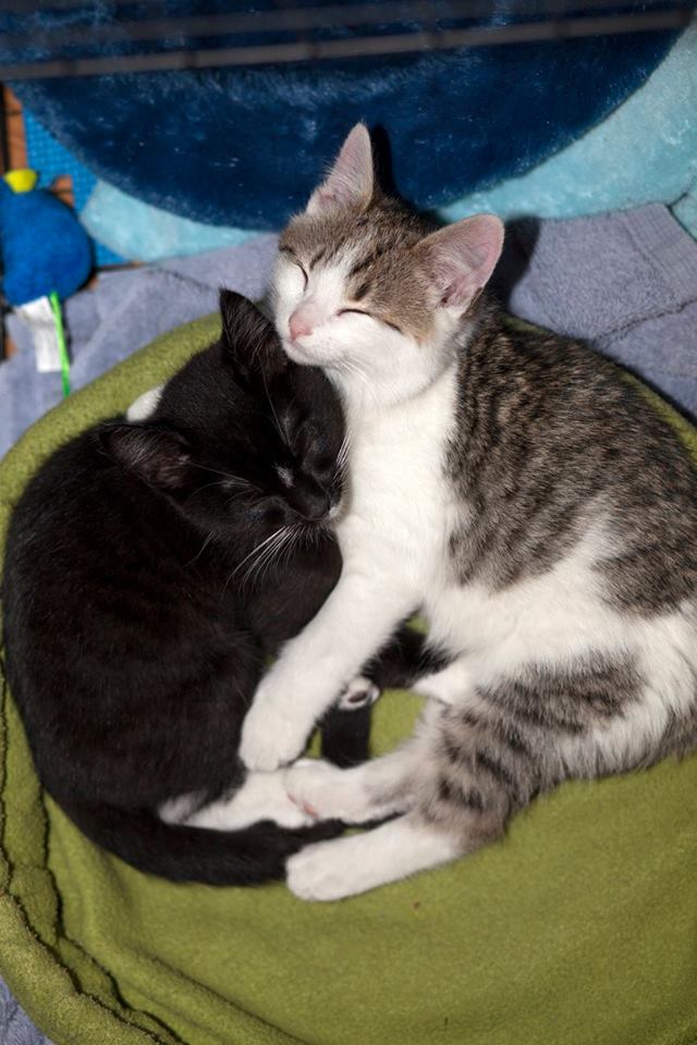 The loving adopted kitten sisters