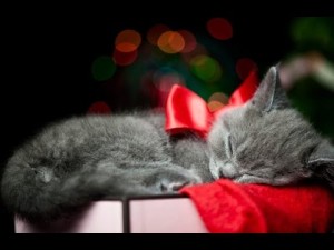 Christmas Kitten Surprise Compilation