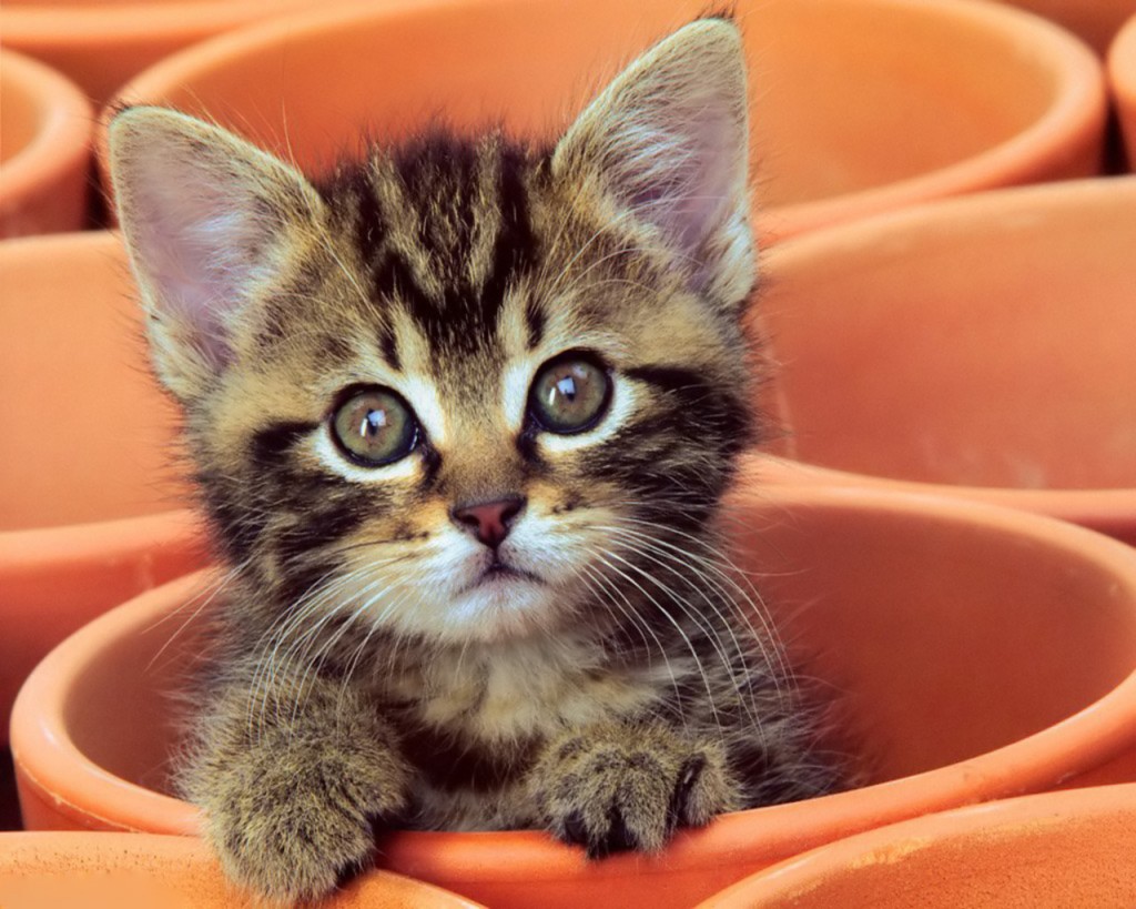 curious-kitten