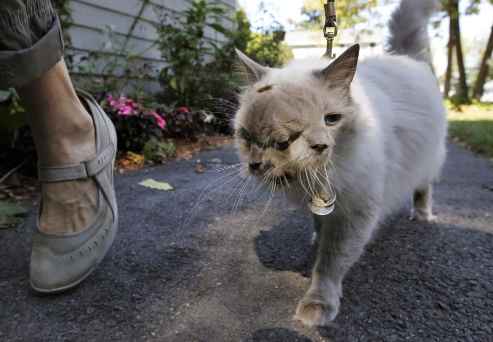 faced-cat
