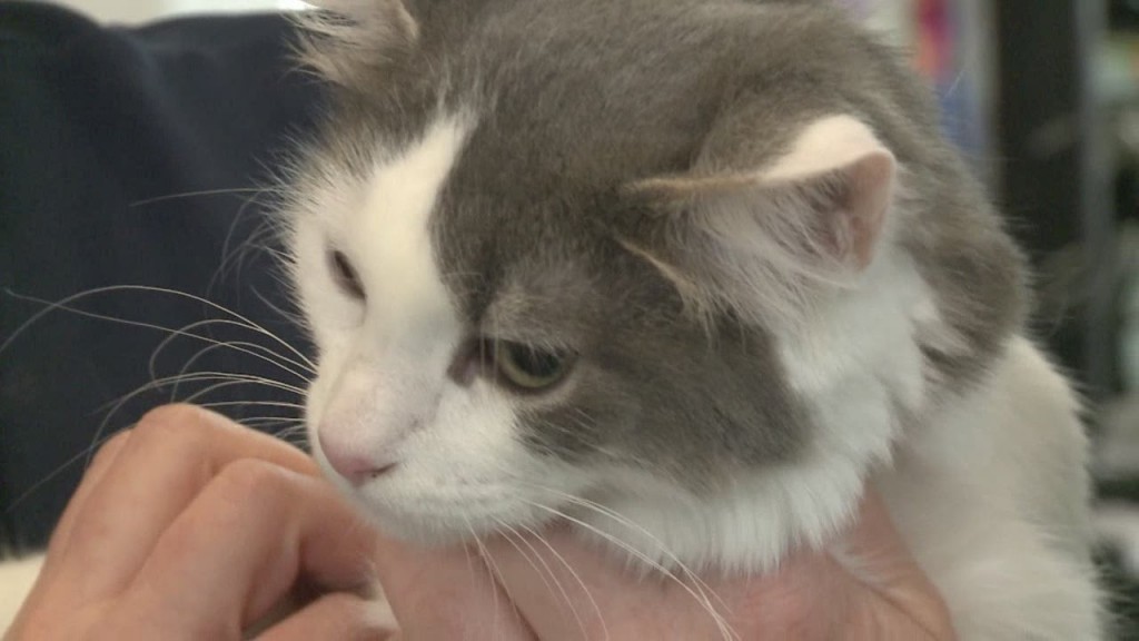 Kitten who made mystery trip to Maine returns home to Albuquerque