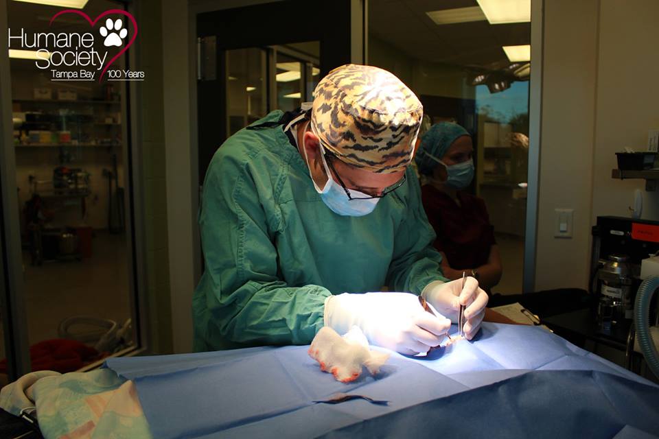 HSTB Veterinarian Dr. Justin Boorstein performs the intricate, 2-hour surgery to repair Bart's jaw and remove his eye.