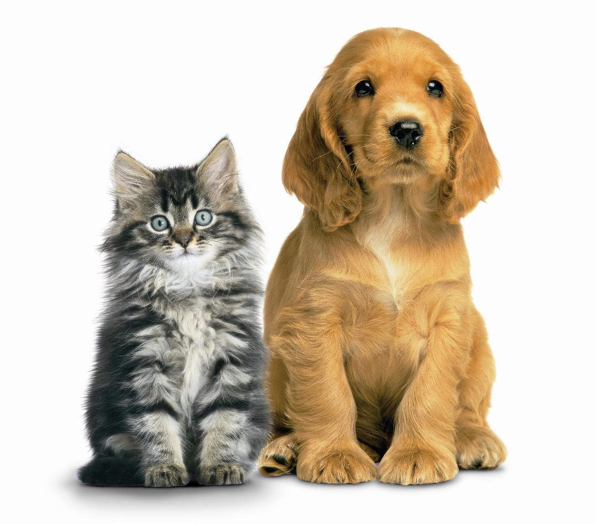 Животные петс. Кошки и собаки. Домашние любимцы. Кошка и собака на прозрачном фоне. Кошка и собака на белом фоне.