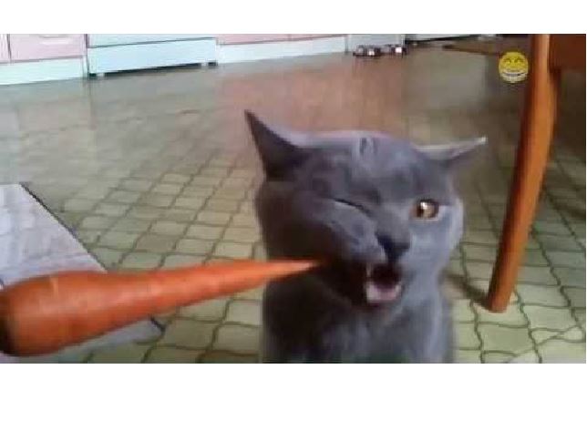 Cats Eating Vegetables and Fruits Compilation