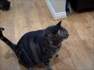 Cat high-fives for treats