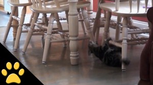 Cat Thinks Kitchen Chairs are Monkey Bars
