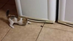 Kitten attacks hole in the floor