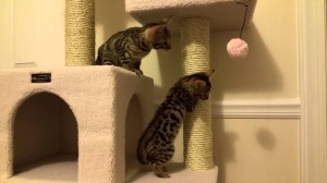 Loki and Freya Explore the Cat Tree