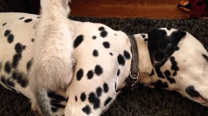 Squirt the kitten gets kisses from Lady and climbs Louie, her Dalmation adoptive parents