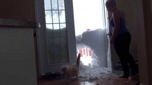 Ta-Da! Cat bursts throgh snow to come inside
