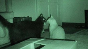 What Cats Do At Night…