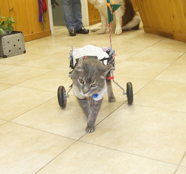 Emerson the cat does not let his disability get the best of him. Thanks to a special wheelchair, he is able to rush to greet everyone who walks into the Houlton Humane Society.