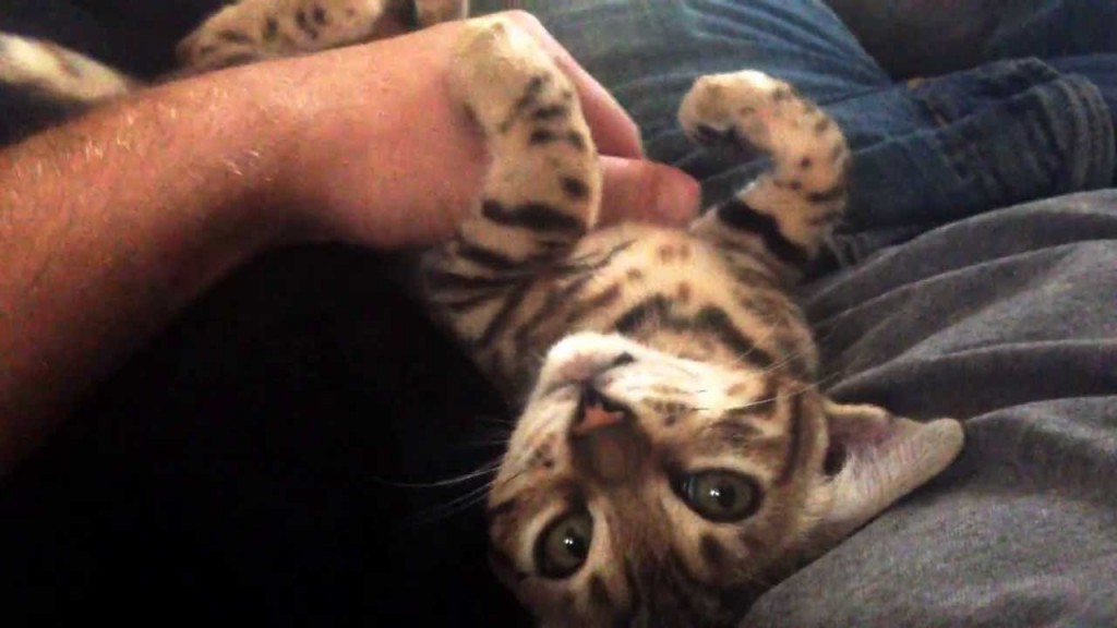 A conversation with Molly the Bengal kitten