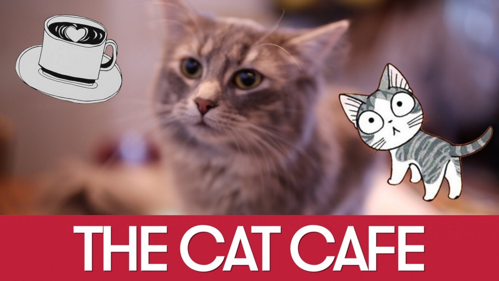 A visit to Montreal’s Café Chat l’heureux – The Happy Cat Cafe