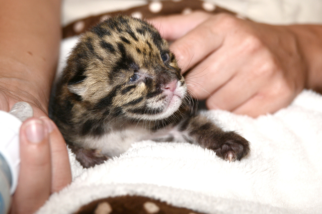 asia clouded leopard kitten 2 mar 16 2015_1426608794345_15101261_ver1.0_640_480