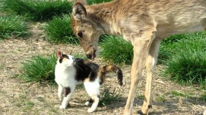 Cat and Deer are Friends