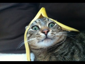 Cats vs Bananas