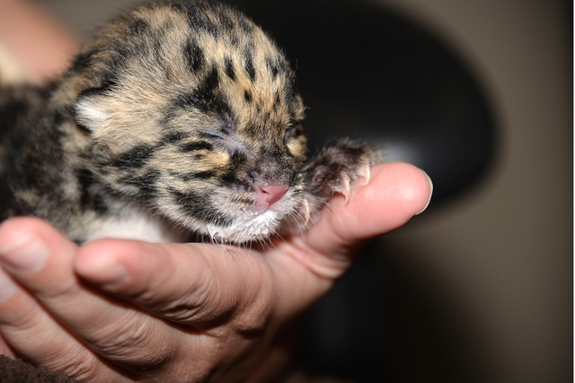 clouded leopard kitten 10 mar 11 2015_1426608764548_15101259_ver1.0_640_480